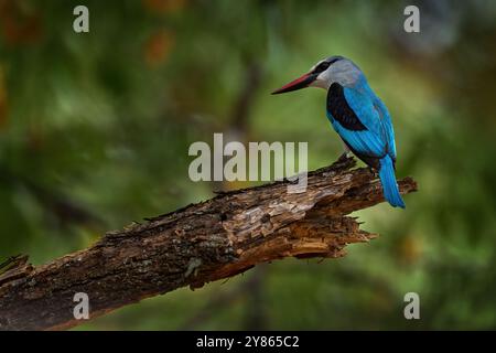 Martin pescatore di legno, Halcyon senegalensis, particolare di esotico uccello africano seduto sul ramo nel verde habitat naturale, Moremi, Okavango, Botswana Foto Stock