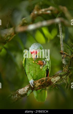 Fauna selvatica della Costa Rica. Pappagallo nell'habitat. Pappagallo rosso, Amazona autumnalis, ritratto di pappagallo verde chiaro con testa rossa, Costa Rica. Fauna selvatica Foto Stock