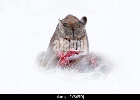 Puma catch lama guanaco, habitat naturale invernale con neve, Torres del Paine, Cile. Gatto selvaggio Cougar, puma concolor, neve tramonto luce e pericoloso Foto Stock