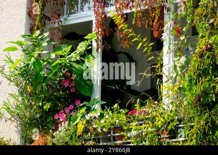 Evergreen Plants cresce su Small Garden Balcony Apartment Window Berlin Germania Europa Foto Stock