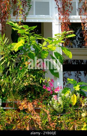 Piante verdi che crescono sul Balcony Germany Kreuzberg City District Foto Stock