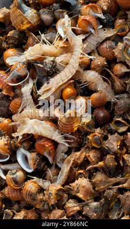 I gamberetti freschi mantis sono adagiati su un letto di conchiglie, creando una texture interessante Foto Stock