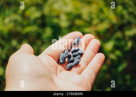 Una mano aperta che tiene le bacche di haskap mature vicino all'albero, chiudi. Mirtilli raccolti da un albero. Uomo che raccoglie e tiene in mano i frutti di miele Foto Stock