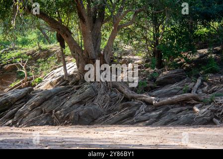 Contrafforti di alberi a Amudat Karamoja Uganda Foto Stock