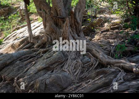 Contrafforti di alberi a Amudat Karamoja Uganda Foto Stock