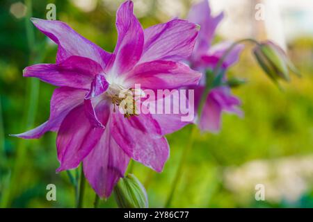 columbine viola. Aquilegia vulgaris. Colombina a fiore aperto, shot macro. Fiore della molla viola. Fiori di aquilegia colorati nel giardino estivo Foto Stock