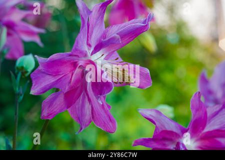 Aquilegia vulgaris. Colombina a fiore aperto, shot macro. Fiore della molla viola. Fiori di aquilegia colorati nel giardino estivo. columbine viola Foto Stock