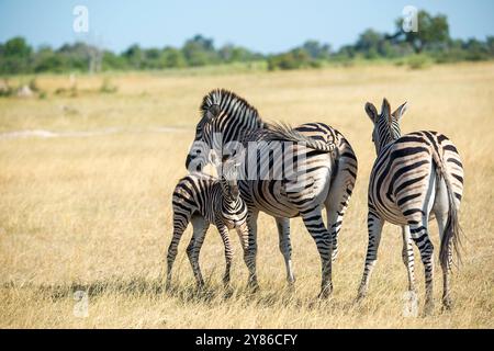 Zebre di Burchell con un piccolo puledro sfacciato Foto Stock