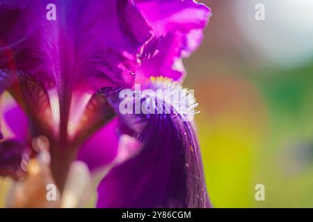 Fiore della molla viola. Fiori di aquilegia colorati nel giardino estivo. columbine viola. Aquilegia vulgaris. Colombina a fiore aperto, shot macro. Foto Stock