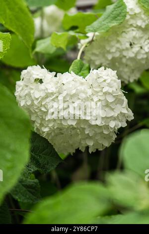 Hydrangea annabelle bianca. Sfondo floreale naturale. Fiore bianco selettivo di Hydrangea Arborescens in giardino con foglie verdi. Foto Stock