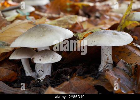 Fungo commestibile Clitocybe nebularis nelle foglie. Noto come Clitocybe o Cloudy Funnelcap. Funghi selvatici nella foresta di faggi. Foto Stock