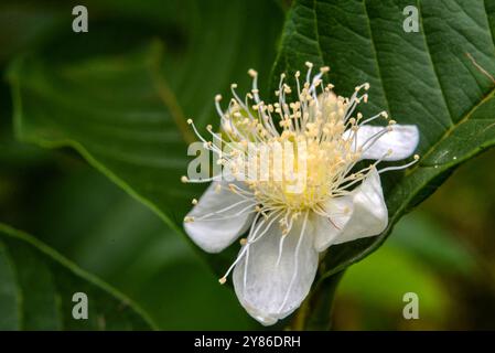 Fiore di guava ( Psidium guajava ) - Uganda Foto Stock