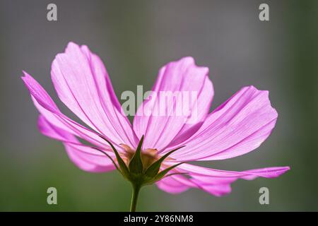 Vista ravvicinata del cosmo rosa viola isolato retroilluminato del fiore bipinnatus o dell'aster messicano che fiorisce all'aperto in giardino Foto Stock