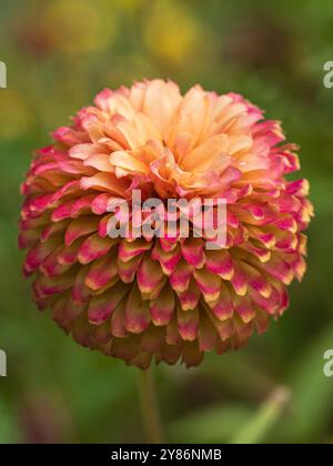 Vista ravvicinata del fiore di zinnia elegans rosa rosso e giallo arancio che fiorisce all'aperto in giardino Foto Stock