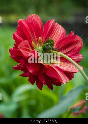 Vista ravvicinata sul retro del fiore rosso dahlia pinnata che fiorisce all'aperto in giardino isolato su sfondo naturale Foto Stock