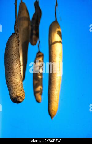 Frutti di salsiccia nel parco nazionale di Murchison Falls Foto Stock