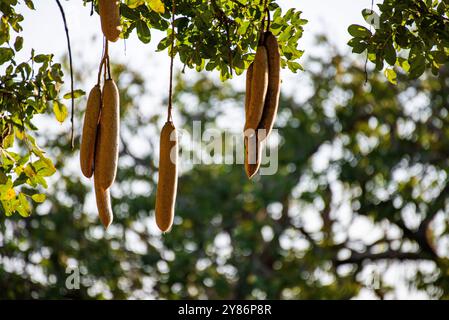 Frutti di salsiccia nel parco nazionale di Murchison Falls Foto Stock