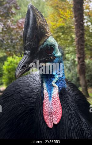 02.10.2024, xsvx, Reise Urlaub, Italien Gardasee emwir, v.l. fauna Park Zoo Safari Parco natura Viva Helmkasuar casuarius casuarius ist eine große flugunfähige Vogelart aus der Familie der Casuariidae Bussolengo *** 02 10 2024 Foto Stock