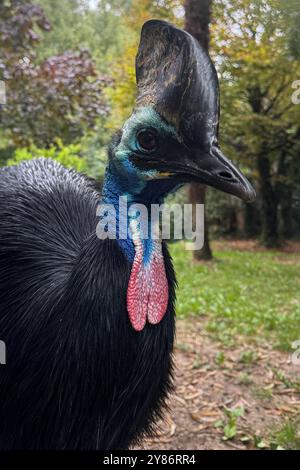 02.10.2024, xsvx, Reise Urlaub, Italien Gardasee emwir, v.l. fauna Park Zoo Safari Parco natura Viva Helmkasuar casuarius casuarius ist eine große flugunfähige Vogelart aus der Familie der Casuariidae Bussolengo *** 02 10 2024 Foto Stock