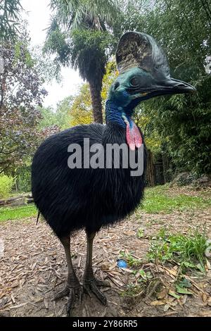 02.10.2024, xsvx, Reise Urlaub, Italien Gardasee emwir, v.l. fauna Park Zoo Safari Parco natura Viva Helmkasuar casuarius casuarius ist eine große flugunfähige Vogelart aus der Familie der Casuariidae Bussolengo *** 02 10 2024 Foto Stock