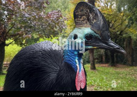 02.10.2024, xsvx, Reise Urlaub, Italien Gardasee emwir, v.l. fauna Park Zoo Safari Parco natura Viva Helmkasuar casuarius casuarius ist eine große flugunfähige Vogelart aus der Familie der Casuariidae Bussolengo *** 02 10 2024 Foto Stock