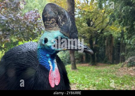 02.10.2024, xsvx, Reise Urlaub, Italien Gardasee emwir, v.l. fauna Park Zoo Safari Parco natura Viva Helmkasuar casuarius casuarius ist eine große flugunfähige Vogelart aus der Familie der Casuariidae Bussolengo *** 02 10 2024 Foto Stock