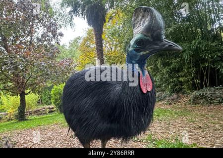 02.10.2024, xsvx, Reise Urlaub, Italien Gardasee emwir, v.l. fauna Park Zoo Safari Parco natura Viva Helmkasuar casuarius casuarius ist eine große flugunfähige Vogelart aus der Familie der Casuariidae Bussolengo *** 02 10 2024 Foto Stock