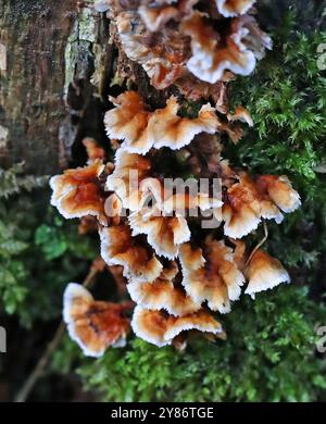 Bleeding Oak Crust, Stereum gausapatum, Steareaceae. Stereum è il genere tipo della famiglia Stereaceae dei funghi, nell'ordine Russulales. Foto Stock