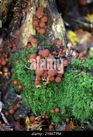 Common Stump Brittlestem, Psathyrella piluliformis, Psathyrellaceae. Bricket Wood, Hertfordshire, Regno Unito Foto Stock