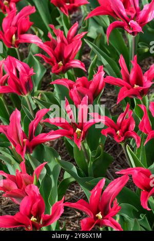 Minuetto di Tulipa Doll, Minuetto di tulipani, un fiore a forma di giglio, rosa cerise con fiamme verdi, un grande Foto Stock