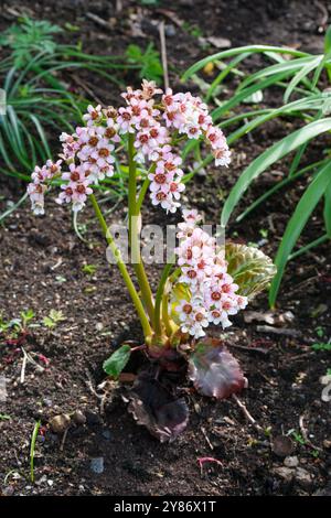 Bergenia pacumbis, orecchie di elefante cinese, She yan bai cai, formatura di grumi, perenne sempreverde, gambi corti di fiori bianchi che invecchiano fino a diventare rosa pallido. Foto Stock