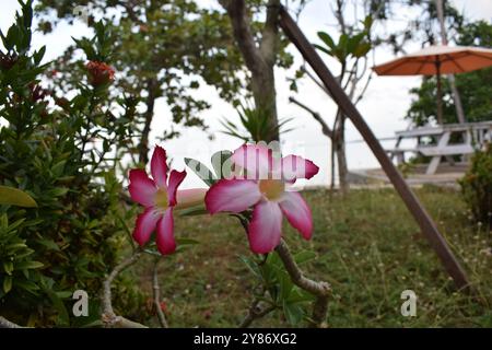 Layout creativo fatto di fiori rosa e foglie verdi. Concetto naturale Foto Stock