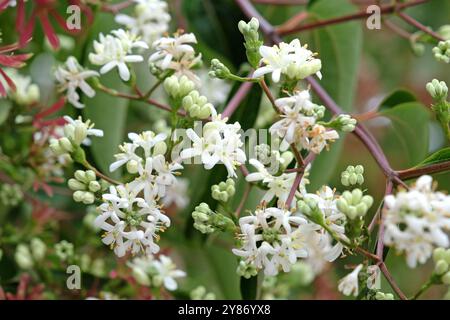 Heptacodium miconioides bianco, il fiore dei sette figli, in fiore. Foto Stock