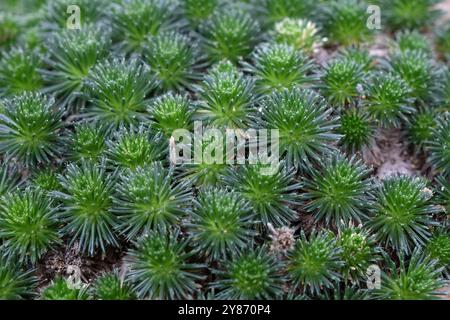 Ciuffi verdi di Draba sphaeroides, o Cusick's Draba, Steen's Draba, Steen's Mountain Whitlow Grass. Foto Stock