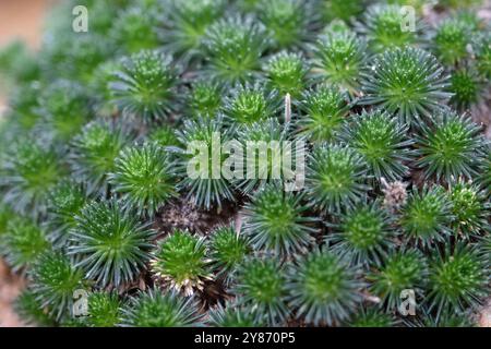 Ciuffi verdi di Draba sphaeroides, o Cusick's Draba, Steen's Draba, Steen's Mountain Whitlow Grass. Foto Stock