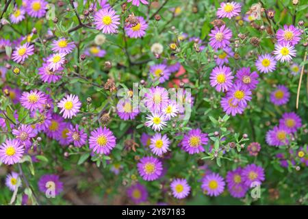 Aster ageratoides viola «Ezo Murasaki» o margherita di Michaelmas, in fiore. Foto Stock