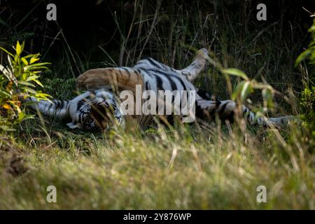 Tigre rotolante Foto Stock