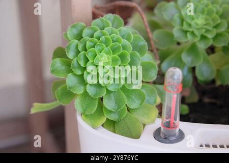 Eonium haworthii. Appuntito succulento. Succulenta piante in vaso in casa. La pianta verde viene coltivata come pianta domestica. Petali di rosa sagomati in giardino. Foto Stock