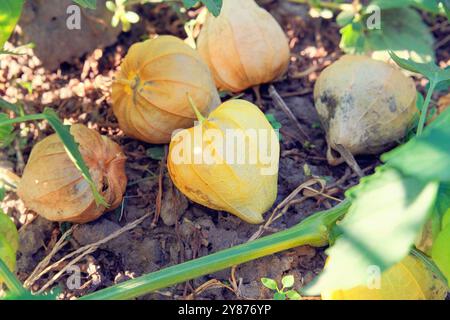 Physalis cresce nel giardino di cottage. Bacche di Physalis in agricoltura. Raccolta. Coltivare ciliegie invernali nei terreni agricoli. Foto Stock