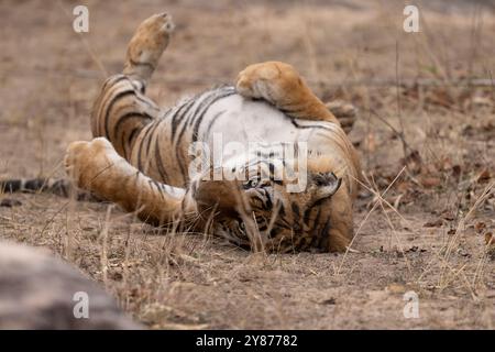 Tigre che fa un giro Foto Stock