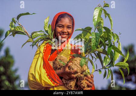 Bangladesh, Mirzapur, donna trasporta piantine in un vivaio per la riforestazione. Foto Stock