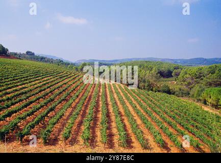 Vigneto. Vilafranca del Penedes, provincia di Barcellona, Catalogna, Spagna. Foto Stock