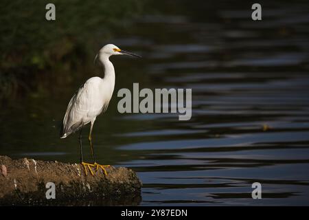 Un airone bianco si trova su una roccia di fronte a un corpo d'acqua. L'uccello sta guardando fuori sull'acqua, forse in cerca di cibo. La scena è tranquilla Foto Stock