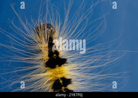 Primo piano di caterpillar peloso nero e giallo su sfondo blu Foto Stock