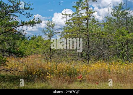 Stagioni che cambiano dall'estate all'autunno con fiori selvatici bianchi e gialli mescolati alle alte erbe secche lungo la pineta su un sole Foto Stock