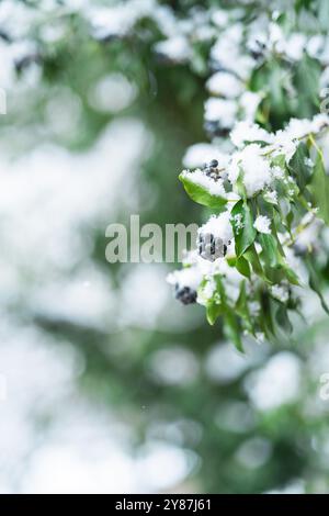 Bacche appese su un ramo coperto di neve isolato in inverno Foto Stock