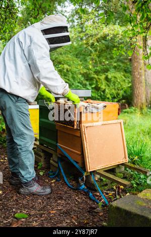 Apicoltore che prepara un alveare di legno pieno di api provenienti dall'alveare per verificare lo stato del popolo delle api per l'apicoltura nella natura in un giorno di sole d'estate Foto Stock