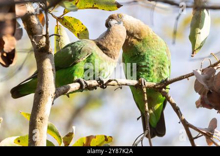 Due pappagalli dalla testa marrone (Poicephalus cryptoxanthus) in a Weeping Bush Willow, Kruger National Park, Sudafrica Foto Stock