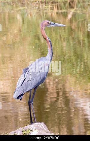 Golia Heron (ardea golia) Foto Stock