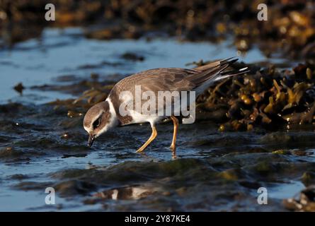 RINGED PLOVER, REGNO UNITO. Foto Stock